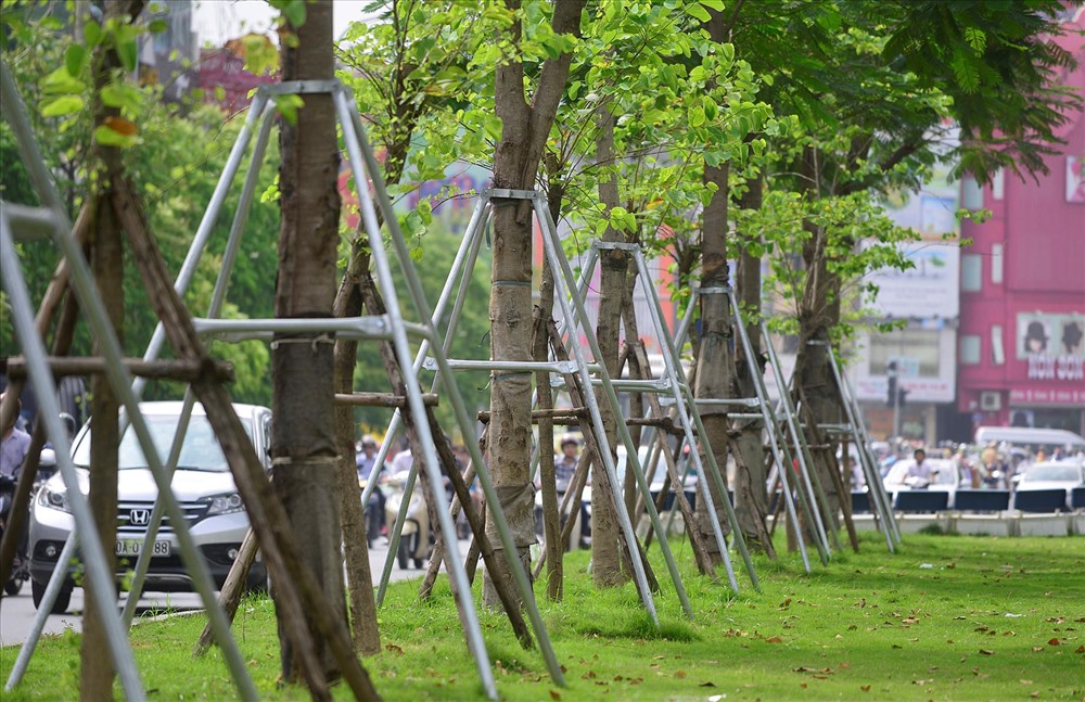 Thành phố Hà Nội quyết tâm trồng một triệu cây xanh đến năm 2020. Ảnh: Lê Hiếu.