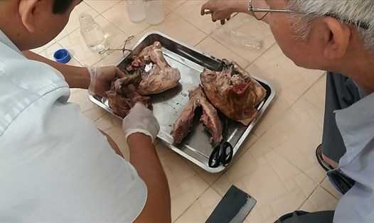 Phát hiện các mẫu thịt lợn bị nhiễm ấu trùng sán.