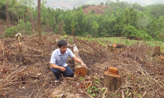 Cây rừng được trồng từ năm 1998 bị đốn hạ để chiếm đất. Ảnh: HT.