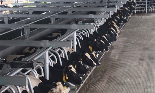 Trang trại bò sữa công nghệ cao Vinamilk Thanh Hóa diện tích xây dựng 40 ha, vốn đầu tư 700 tỷ đồng với công nghệ và máy móc hiện đại hàng đầu thế giới.