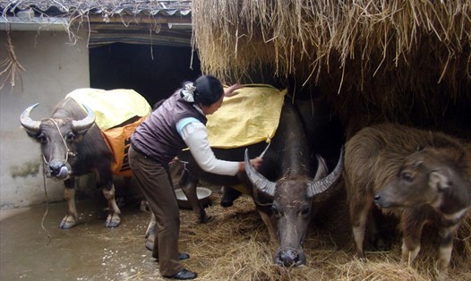 Người chăn nuôi tại Lào Cai bổ sung thức ăn, che chắn chuồng trại để phòng, chống đói rét cho đàn gia súc. Ảnh: TH Lào Cai