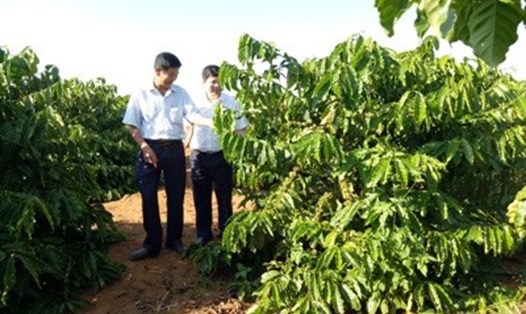 Ông Nguyễn Công Trị - Giám đốc Cty Càphê 52 và cán bộ Agribank đang trao đổi tại vườn càphê tái canh. Ảnh: P.V