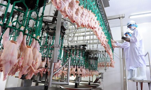 Cơ quan quản lý lo ngại bỏ kiểm dịch trên thịt, trứng, sữa đã qua chế biến sẽ tạo cơ hội để những sản phẩm hết hạn sử dụng, phế phẩm, phụ phẩm… tràn vào nước ta. ẢNH MINH HỌA