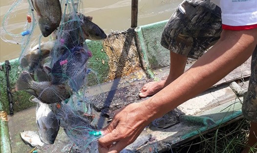 Bỏ lưới giăng cá phi chỉ cần 1 giờ đồng hồ là thu về trên 10 kg cá. Ảnh: Nhật Hồ