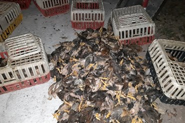 Hàng trăm con gà con bị chết sau vụ tai nạn.