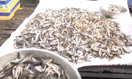 Cá chết bất thường trên sông La Ngà