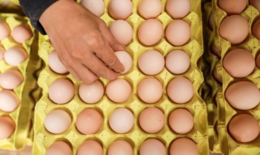 Giá trứng ở thành phố Putrajaya, Malaysia tăng vọt sau 1 tuần. Ảnh: AFP. 