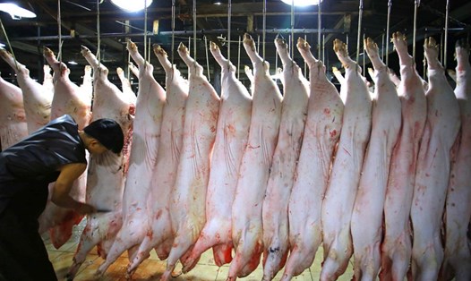 Năm 2016, Úc từng ra lệnh cấm xuất khẩu bò cho một công ty ở Hải Phòng vì không đảm bảo được việc giết thịt bò mà không gây đau đớn. Ảnh: Thanh Niên
