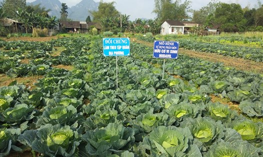 Mô hình sử dụng phân bón hữu cơ vi sinh trên cây rau vụ đông xuân tại xã Hồng Việt huyện Hòa An (Cao Bằng). Ảnh: Dương Lan
