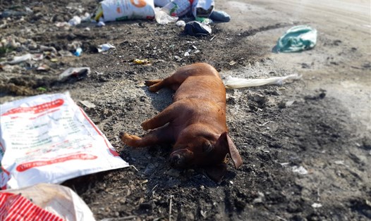 Xác lợn chết vì bệnh LMLM vứt tại bãi rác ven đường vào thôn Hiệu Lực- xã Tản Lĩnh. Ảnh: Thùy Linh