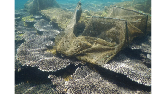 Rạn san hô bị suy thoái nghiêm trọng tại bán đảo Sơn Trà. Ảnh: NVH