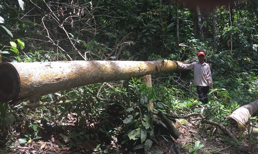Hiện trường vụ phá rừng  tại khoảnh 7, tiểu khu 363, Nông lâm trường Tân Lập, ngày 19.7.2018. Ảnh: H.H