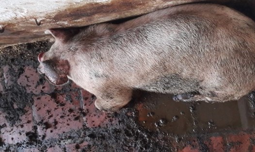 Hàng trăm con lợn ở huyện Ba Vì (Hà Nội) mắc bệnh LMLM, bỏ ăn rồi chết. Ảnh: Thùy Linh