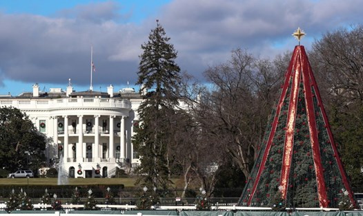 Cây thông trước Nhà Trắng có nguy cơ không được thắp sáng đêm Giáng sinh. Ảnh: Reuters. 