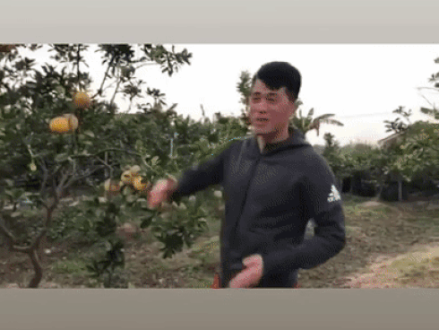 Đình Trọng quảng cáo bán bưởi tại vườn nhà.