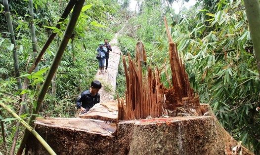 Năm 2018, số vụ vi phạm về rừng giảm nhưng số vụ bị xử lý hình sự tăng 16%. (Ảnh minh họa)