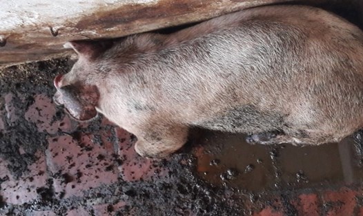 Hơn 821 con lợn bị bắc bệnh LMLM buộc phải tiêu hủy tại Hà Nội. Ảnh: T.Linh