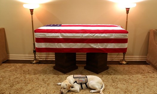 Chú chó Sully nằm trước linh cữu cố Tổng thống Bush cha. Ảnh: Twitter