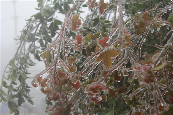 Băng tuyết phủ kín cành cây, ngọn cỏ tại Mẫu Sơn. 