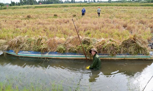 Thu hoạch lúa ở huyện An Minh trong những ngày mưa dông. Ảnh: Lục Tùng