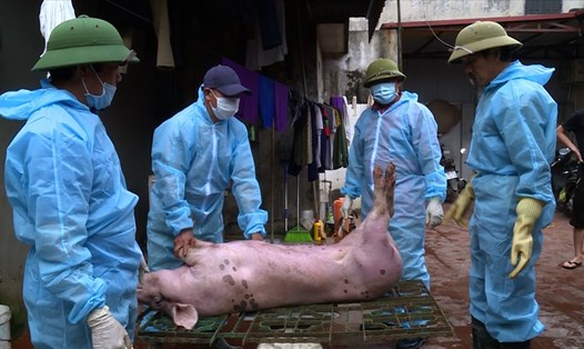 Tiêu hủy lợn bị LMLM tại Bắc Ninh. Ảnh: Bắc Ninh
