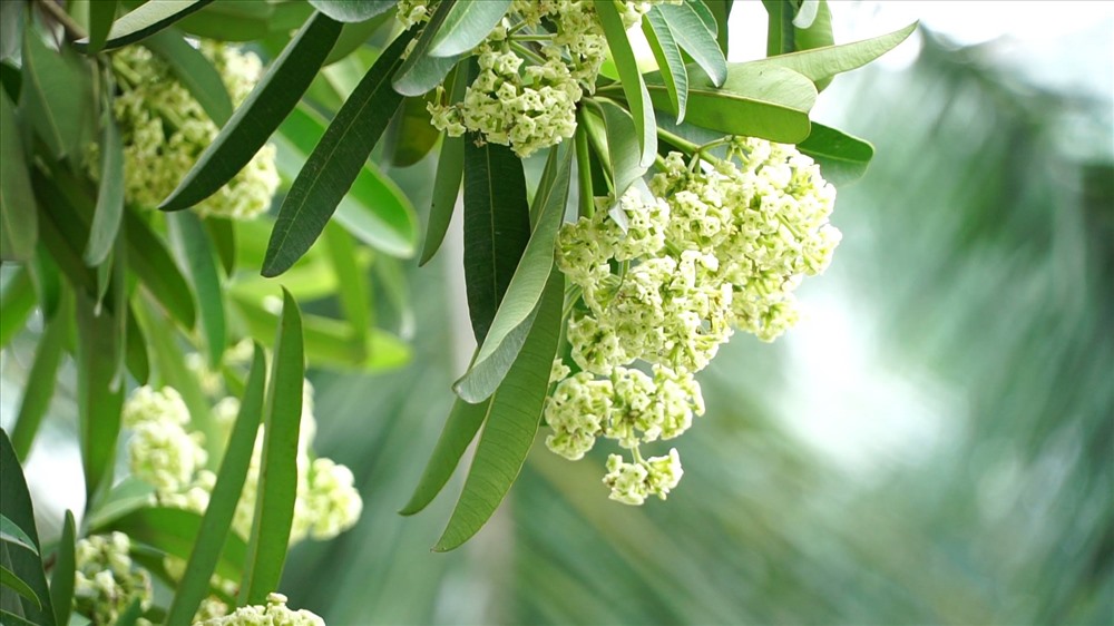 Người dân "đòi" chuyển nhà nếu phải sống trên khu phố đầy hoa sữa