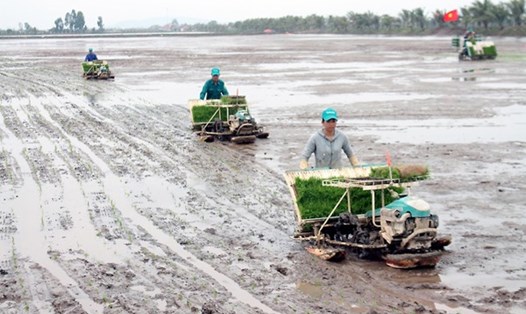 Huyện Kiến Thụy đưa cơ giới hóa vào sản xuất, xây dựng vùng nuôi rươi xen cấy lúa chất lượng cao. Ảnh: Haiphong.gov.vn