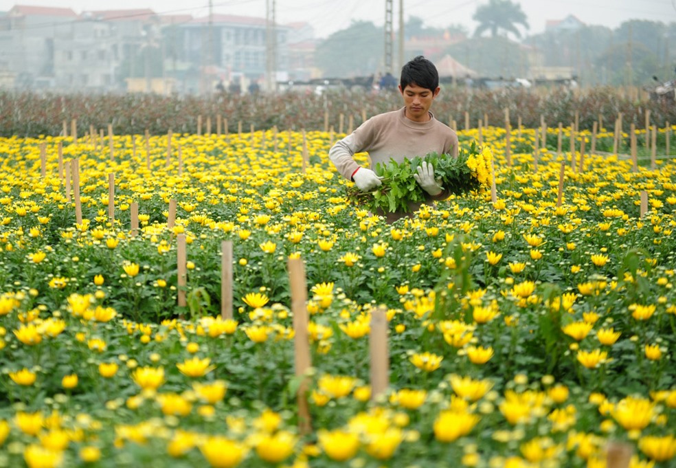 Càng gần Tết, hoa tươi tăng giá mạnh. Ảnh: PV