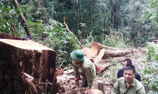 Một vụ phá rừng tại huyện K'Bang (Gia Lai) trước đó. Ảnh Minh Triều.