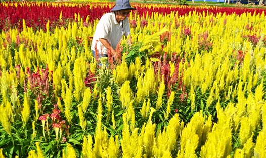 Với việc định danh mới, người trồng hoa Sa Đéc không chỉ đưa hoa màu gà trở lại thị trường hoa Tết một cách chính danh, mà còn góp phần đa dạng hóa sắc hoa ngày Tết. (Ảnh: Luc Tùng)