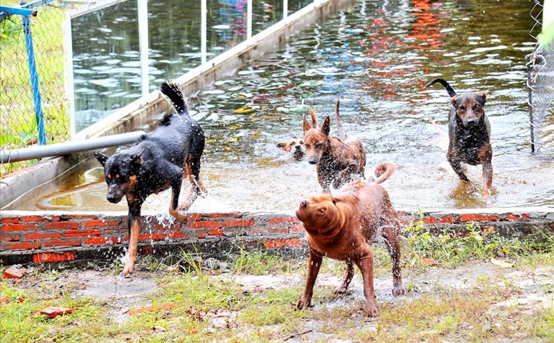Chó Phú Quốc - Từ Đảo Đến Đồn