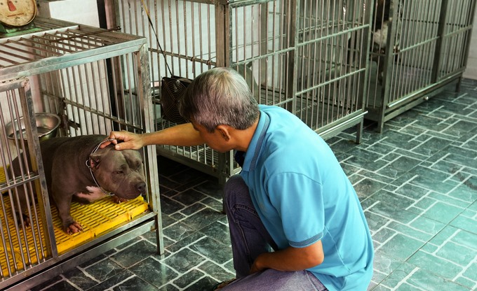 Đàn chó Bully của ông Quân.