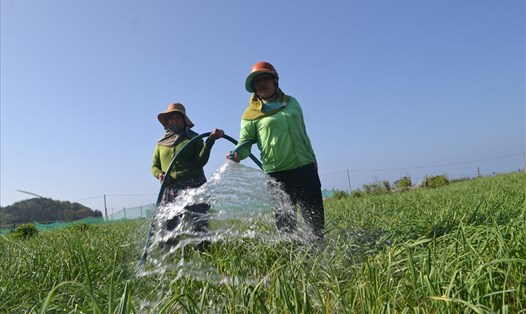 Tại những cánh đồng chưa kịp gắn pécphun tự động, người nông dân tưới nước cho cây tỏi bằng phương pháp thủ công.