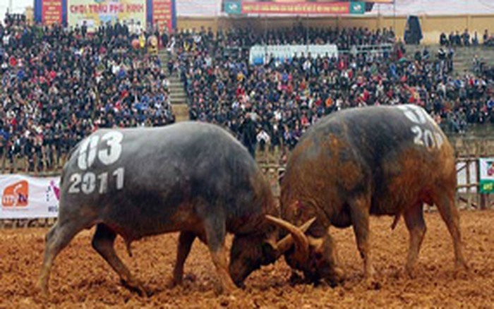 Lễ Hội Chọi Trâu Phú Thọ - Nét Đẹp Văn Hóa Truyền Thống Đất Tổ