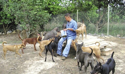 Chó Phú Quốc thuần chủng được anh Bình nuôi dưỡng tại Đồng Nai.