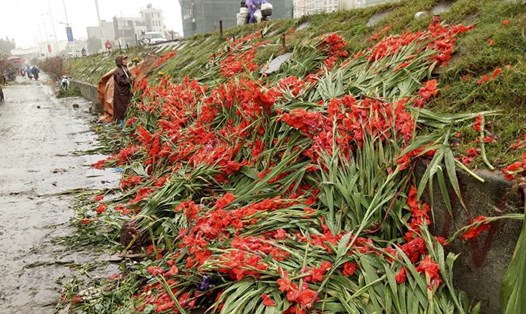 Những bó hoa lay ơn nở đỏ rực ven đường.