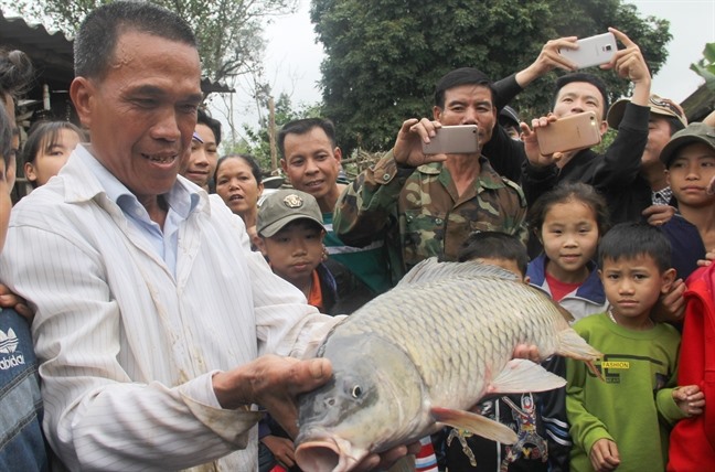 Cá chép được người dân đồn thổi là "cá thần", cuối cùng được một người dân quăng lưới bắt lên. Ảnh: Ảnh: Phunuonline