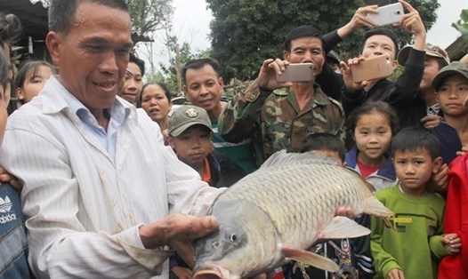 Cá chép ở Nghệ An được đồn thổi là "cá thần". Ảnh: TT