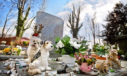 Nhiều nơi ở Châu Âu có nghĩa trang chó rất sang trọng như một công viên đầy hoa và rợp bóng cây.