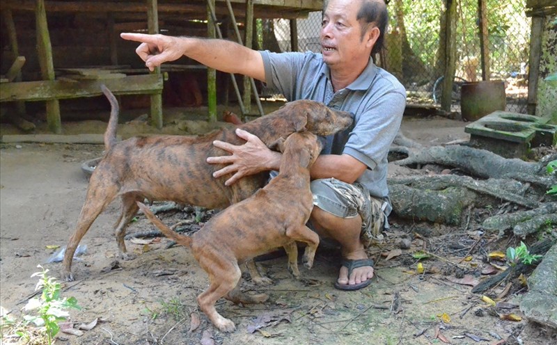 Chó Phú Quốc - Từ Đảo Đến Đồn