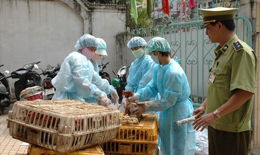 Lực lượng chức năng kiểm soát, xử lý nhằm ngăn chặn dịch cúm gia cầm có độc lực cao xâm nhập vào Việt Nam. Ảnh minh họa.