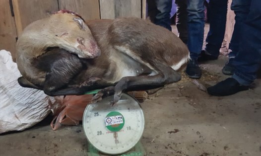 Một con hoẵng 15kg được mang ra gạ chúng tôi mua tại chợ Phôn Sa Vẳn, ngày 6.2.2018.