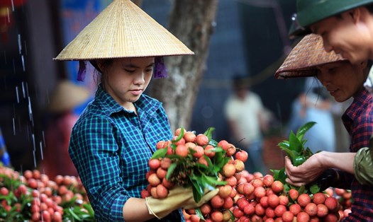 Việc sản xuất nông sản, thực phẩm của Việt Nam hoàn toàn vượt xa nhu cầu cho 93 triệu người Việt Nam. Ảnh: HẢI NGUYỄN