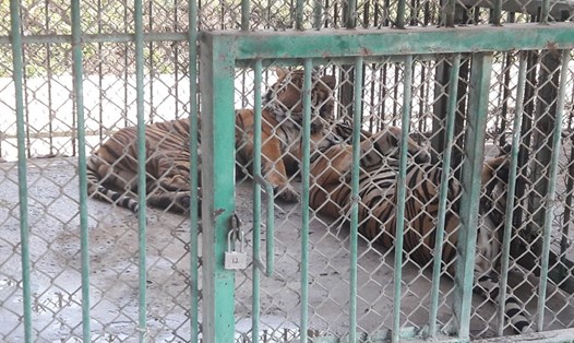  Ít nhất chúng tôi chứng kiến 30 con hổ được nuôi nhốt ở khu vực Tam Giác Vàng, trên đất Lào, giáp Thái Lan và Myanmar (ảnh chụp ngày 7.2.2018).