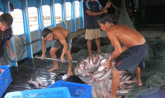 Thu hoạch cá tra ở ĐBSCL (ảnh: P.V)