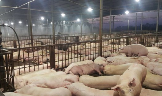 Một vụ vi phạm ATTP, hàng ngàn con lợn bị tiêm thuốc an thần
