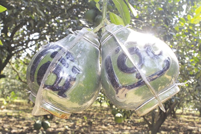 Người nông dân “nâng tầm” bưởi Tân Triều ở Đồng Nai