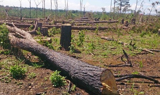 Chủ tịch UBND xã nhận hối lộ để các đối tượng chặt hạ 130 cây thông. Ảnh minh họa.