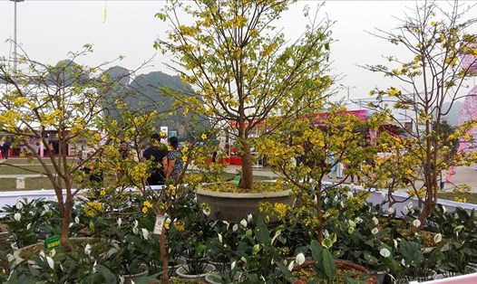 Mai vàng Yên Tử - một loài cây hoa đặc hữu của núi rừng Yên Tử, Quảng Ninh. Ảnh: Nguyễn Hùng