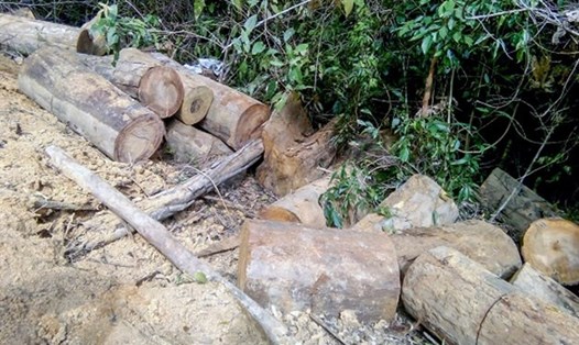 Hiện trường một vụ khai thác gỗ lậu ở rừng phòng hộ tại Khánh Hòa. Ảnh: PV